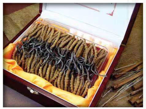 阳原冬虫夏草回收